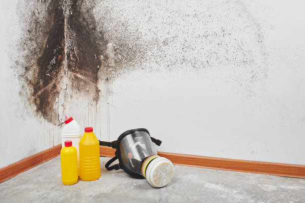 Best Crawl Space Mold Removal  in Navarre Beach, FL