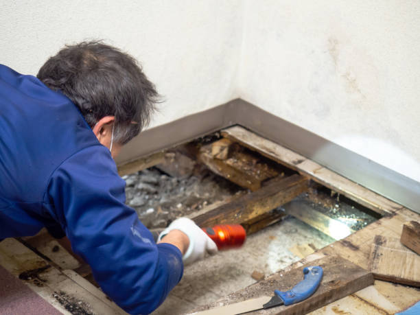 Best Local Mold Removal Service  in Navarre Beach, FL