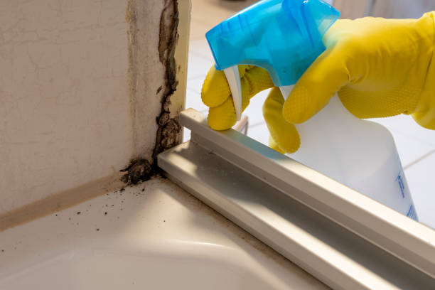 Home Mold Removal in Navarre Beach, FL