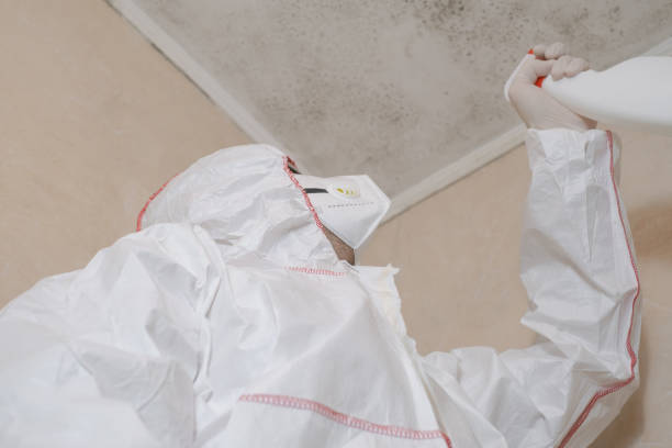 Attic Mold Removal in Navarre Beach, FL