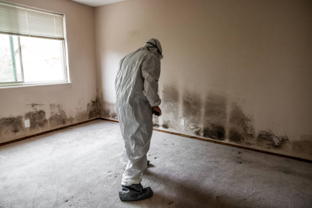 Best Mold Testing and Removal  in Navarre Beach, FL